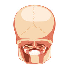 Skull Skeleton Human head back posterior view. Human jaws model. Set of chump realistic 3D flat natural color concept. Vector illustration of anatomy isolated on white background