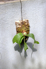 コルク付けのコウモリラン