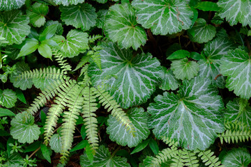 ユキノシタとシダ植物