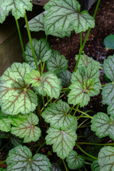 ヒューケラ　グリーンパレス