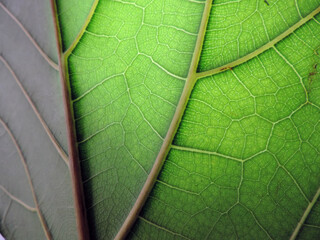 Leaf vein green pattern  texture