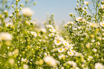 White chrysanthemums flower in the garden