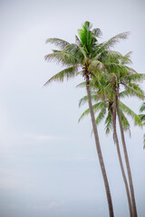 Coconut tree isolated on white background with clipping path.