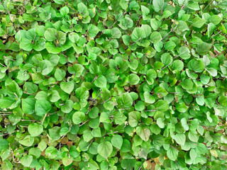 leafy hedge garden wild shrub groundcover foliage leaf closeup nature shrubs shrubbery leaves bush