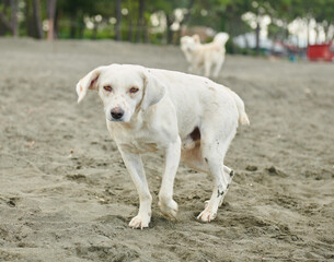 Obraz na płótnie Canvas white dogs playing on black sand by the sea