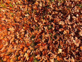groundcover fall autumn leaf leaves golden shade sunny overhead nature season