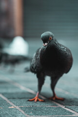 Photgenic Pigeon