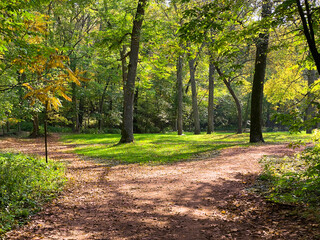 Fototapeta premium sunshine footpath forest hiking trail nature hikers adventure path shadow shade hike walkway crossroads