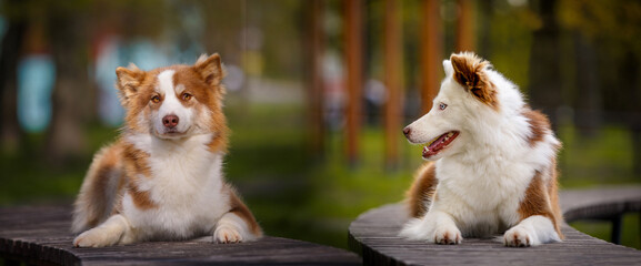 Red white laika dogs outdoors.