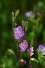 Rose evening priimrose flowers. Onagraceae pernnial plants. Light red four-petaled flowers bloom from May to September.
