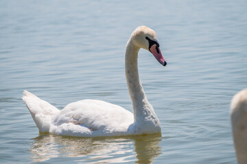 Graceful white Swan swimming in the lake, swans in the wild. Portrait of a white swan swimming on a lake.
