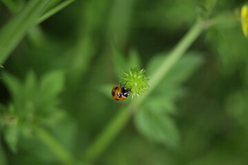ladybug on leaf