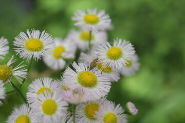 Obraz premium daisies in the garden