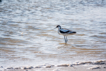 Water bird pied avocet, Recurvirostra avosetta, feeding in the lake. The pied avocet is a large black and white wader with long, upturned beak