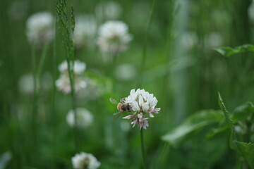 white daisy flower