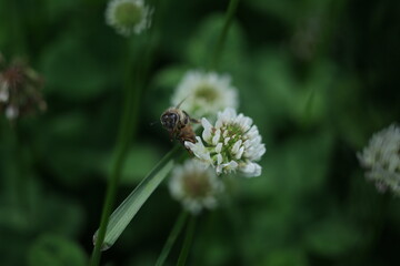 bee on a flower