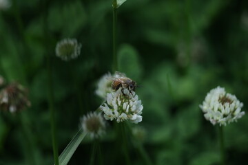 bee on a flower