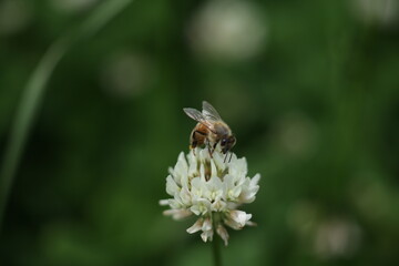 bee on a flower