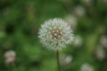 dandelion head