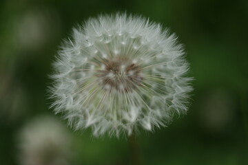 dandelion on green background