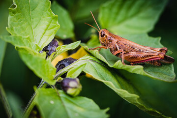 Macro photography of red and brown grasshoppers prostrate on a tomato plant.