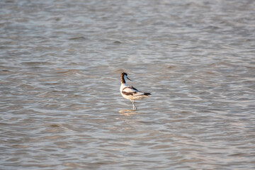 Water bird pied avocet, Recurvirostra avosetta, feeding in the lake. The pied avocet is a large black and white wader with long, upturned beak