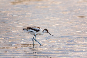 Water bird pied avocet, Recurvirostra avosetta, feeding in the lake. The pied avocet is a large black and white wader with long, upturned beak