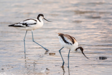 Two water birds pied avocet, Recurvirostra avosetta, feeding in the lake. The pied avocet is a large black and white wader with long, upturned beak