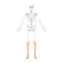 Skeleton leg tibia, fibula, Foot, ankle Human front view with two arm open poses with partly transparent bones position. Anatomically correct realistic flat natural color Vector illustration isolated