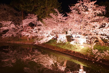  Pink Sakura or Cherry Blossom Tunnel at Hirosaki Castle in Aomori, Japan - 日本 青森 弘前城 桜のトンネル