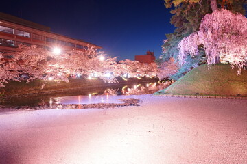 Night View of Pink Sakura or Cherry Blossom Flower Raft and Moat of Hirosaki Castle in Aomori, Japan - 日本 青森 弘前城 外濠 桜 花いかだ 夜景