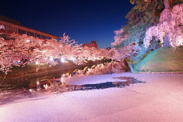 Night View of Pink Sakura or Cherry Blossom Flower Raft and Moat of Hirosaki Castle in Aomori,...