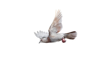 Action Scene of Rock Pigeon Flying in The Air Isolated on White Background with Clipping Path