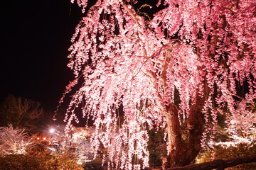 Illuminated Drooping Pink Sakura or Cherry Blossom Flower at Hirosaki Castle at night in Aomori,...