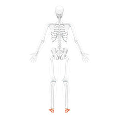 Skeleton Foot and ankle Bones Human back view with two arm open pose with partly transparent bones position.Realistic flat natural color Vector illustration of anatomy isolated on white background