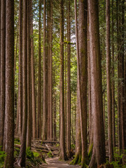 Hiking trail in fir forest. Forest trail scene. Woodland path