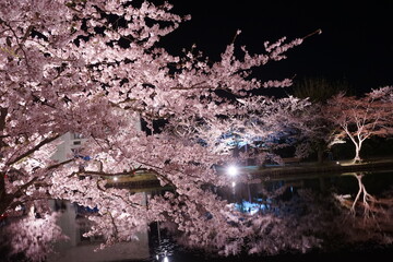 Night View of Pink Sakura or Cherry Blossom Tunnel and Moat of Hirosaki Castle in Aomori, Japan - 日本 青森 弘前城 西濠 桜のトンネル 夜景