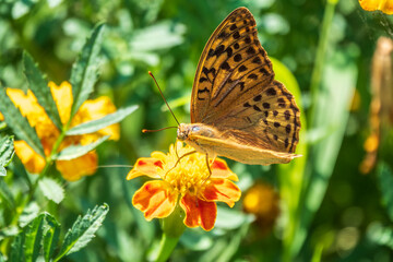 The dark green fritillary butterfly collects nectar on flower. Speyeria aglaja is a species of butterfly in the family Nymphalidae.