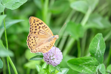 The dark green fritillary butterfly collects nectar on flower. Speyeria aglaja is a species of butterfly in the family Nymphalidae.