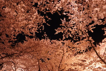 Night View of Pink Sakura or Cherry Blossom and in Aomori, Japan - 日本 青森 弘前城 桜の花 夜景