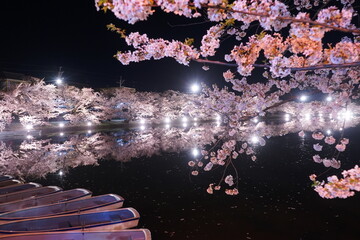 Illuminated Pink Sakura or Cherry Blossom Tunnel and Wooden Boat on Moat of Hirosaki Castle at...