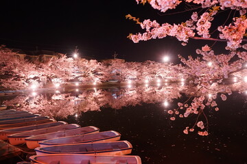Illuminated Pink Sakura or Cherry Blossom Tunnel and Wooden Boat on Moat of Hirosaki Castle at...