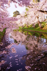 Pink Sakura or Cherry Blossom Tunnel and Moat of Hirosaki Castle in Aomori, Japan - 日本 青森 弘前城 西濠 桜のトンネル