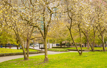 Spring Park in the center of a big city. Public park with green grass field and green fresh tree plant in Vancouver BC
