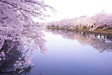 Pink Sakura or Cherry Blossom Tunnel and Moat of Hirosaki Castle in Aomori, Japan - 日本 青森...