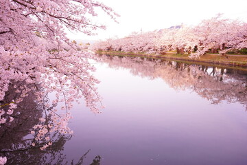 Pink Sakura or Cherry Blossom Tunnel and Moat of Hirosaki Castle in Aomori, Japan - 日本 青森 弘前城 西濠 桜のトンネル