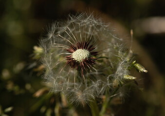 Dandelion half of a blowball with dark background