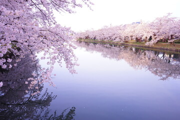 Pink Sakura or Cherry Blossom Tunnel and Moat of Hirosaki Castle in Aomori, Japan - 日本 青森 弘前城 西濠 桜のトンネル