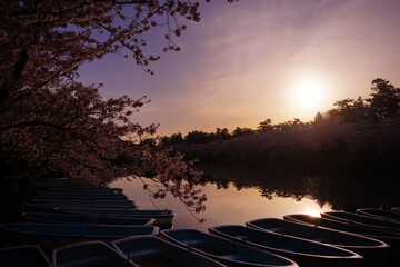 Pink Sakura or Cherry Blossom Tunnel and Wooden Boat on Moat of Hirosaki Castle in Aomori, Japan -...