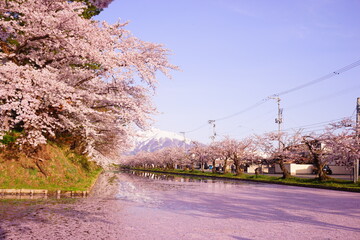 Pink Sakura or Cherry Blossom Flower Raft and Moat of Hirosaki Castle over Mount Iwaki in Aomori, Japan - 日本 青森 弘前城 北濠 花いかだ 岩木山